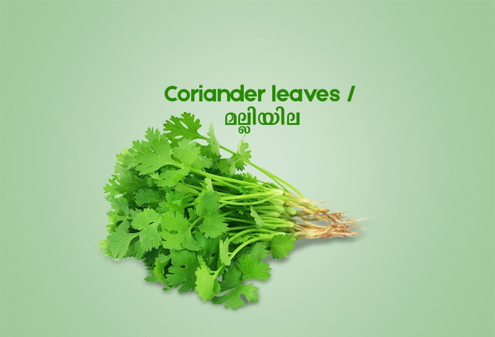 Coriander leaves / മല്ലിയില  -100gm Pack ( Ozone Washed)
